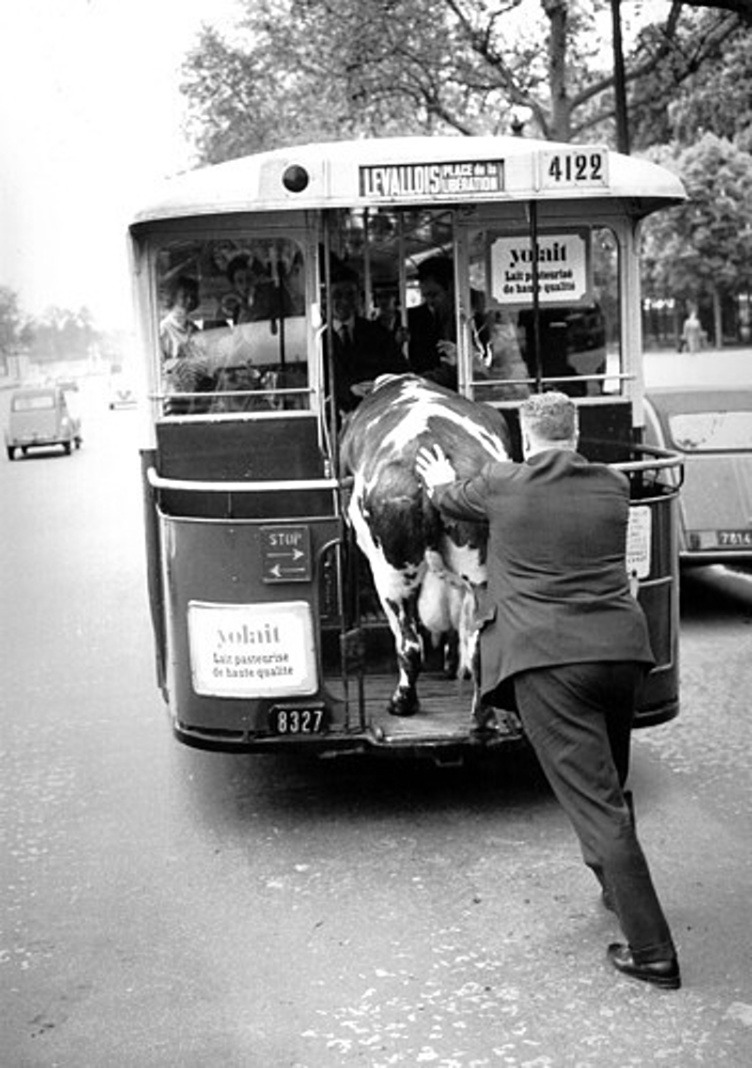 Homme poussant une vache dans un bus à Paris.