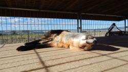 st0rmf0x:  foxesarethebestanimals:  Skitter this morning, stretching out, making adorable sleepy fox faces which begged for a belly rub! That first pic? Yeah, it made my heart explode from the cuteness! :3  efmdkldsklfasdfljoaff;lksfadskhf