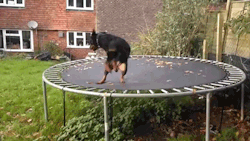 sizvideos:  This trampoline dog is the happiest