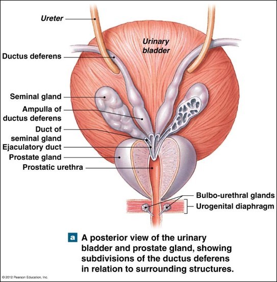 MCAT Memoranda on Tumblr: Image tagged with male reproductive system,  anatomy, ampulla of vas deferens