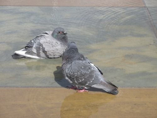 silver-whistle: Trinity Square fountain-pools Meant to reflect the Gothic minster. Perfect paddling 