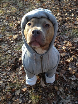 backyardskills:  unsuccessfulmetalbenders:  we went upstate and my dog was being a butt and trying to swipe at fish in the lake and she fell in and when we dried her off she was still shivering so i put a sweater on her   oh my god 