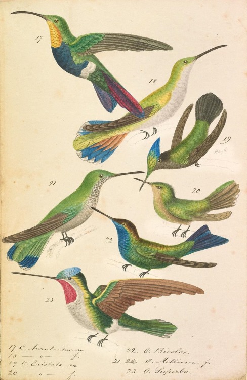 Illustrations of hummingbirds from Philip Henry Gosse’s Referenda for Jamaica, rough sketches of pla