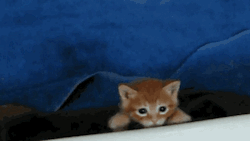 bandsomnia:Guys remember if you are ever having a bad day, look at these gifs. Just look at them.