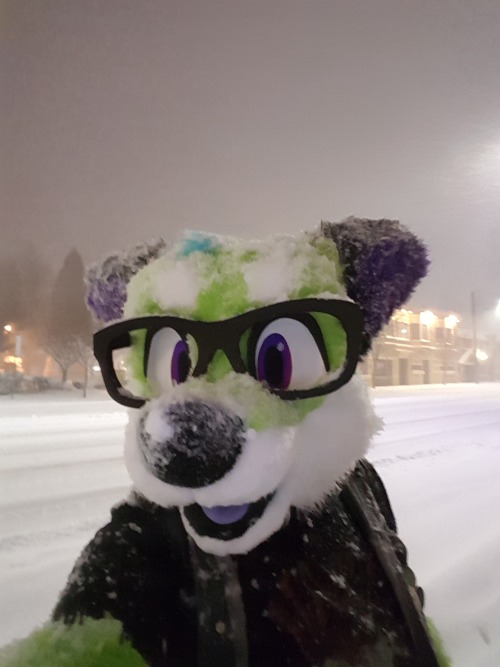 This fox may like snow, but their human counterpart does not.