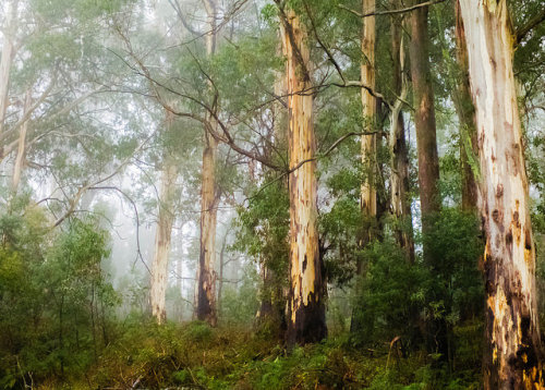 misty forest 1 by blackchooks on Flickr.
