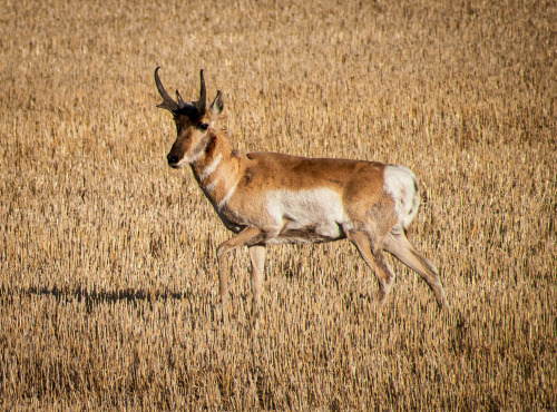 pronghorn