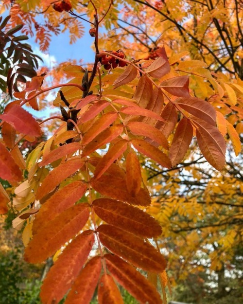 Autumn #autumn #autumn #leaves #autumnleaves #autumncolours #colours #orange #pink #red #yellow #hös