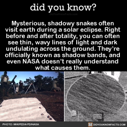 did-you-kno:  Mysterious, shadowy snakes