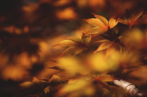 drxgonfly:    Autumn Awaits (by Tammy Schild) 