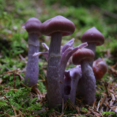 Mushroom season is on the wane. There are still some fresh, new Cortinarius evernius about, though. 