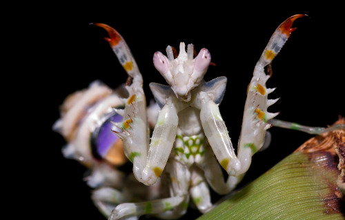 wtxch: Spiny Flower Mantis (Pseudocreobotra wahlbergii)