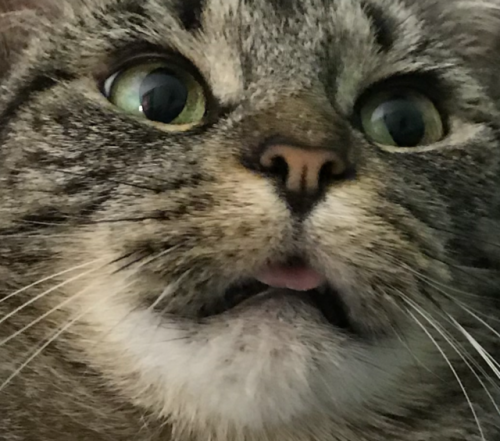 coolcatgroup:@mostlycatsmostly the cutest blep