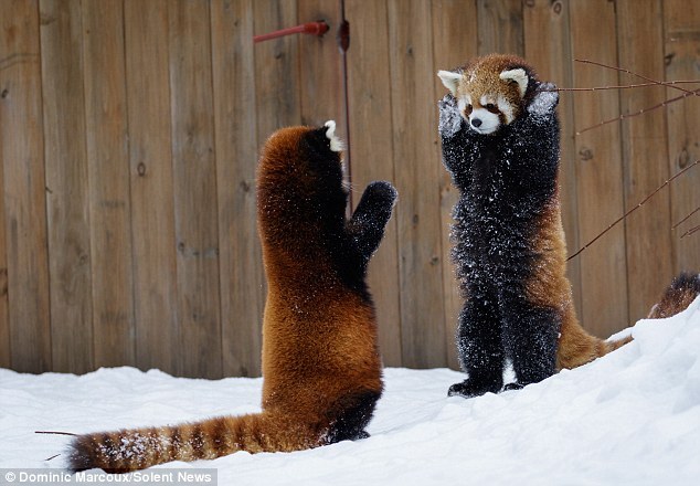 silverhawk: silverhawk:  red pandas just stand up when they encounter things they