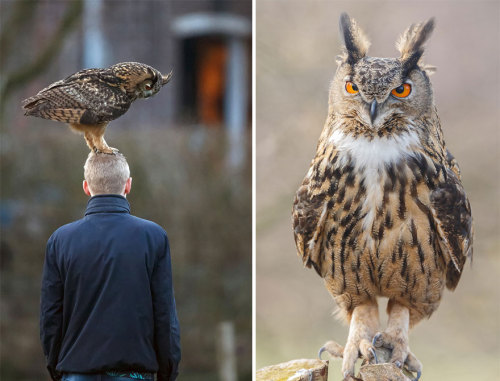 archiemcphee:  Last month we shared a story about a territorial owl in Salem, OR who was dive-bombing unsuspecting park joggers passing through its turf. Today we’ve learned about another unusual owl who seeks out people, this time apparently as a