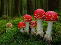 Magical mystery tour (Amanita muscaria)