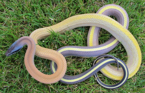 almightyshadowchan:Venus, 2017 Cave-Dwelling Rat snake (Orthriophis t. ridleyi)