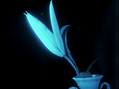 nitratediva:  From F. Percy Smith’s The Birth of a Flower (1910).