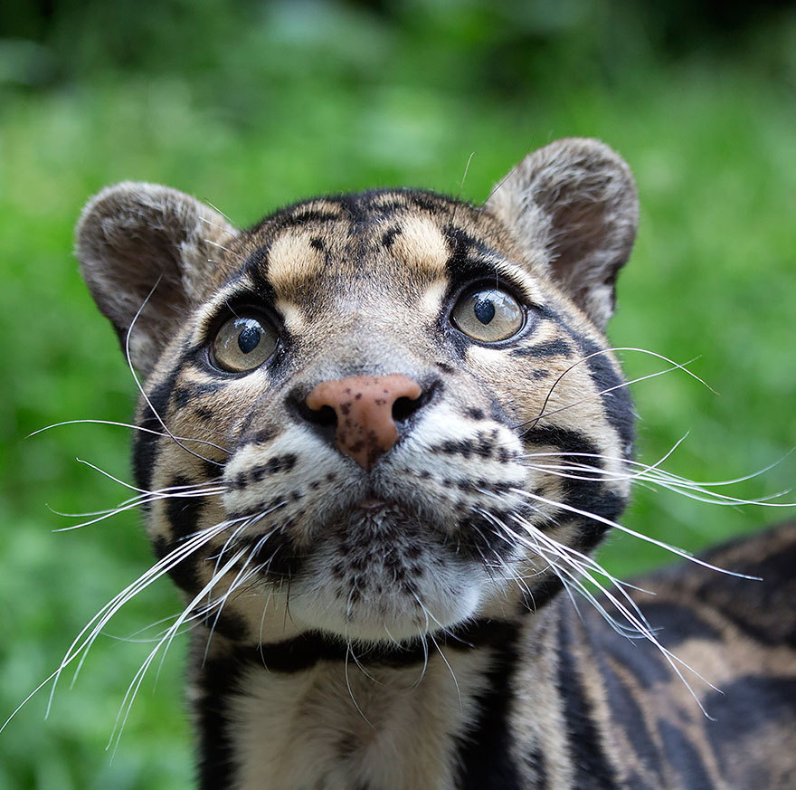 tumblunni:  awesome-picz:    Rare Wild Cat Species You Probably Didn’t Know Exist.