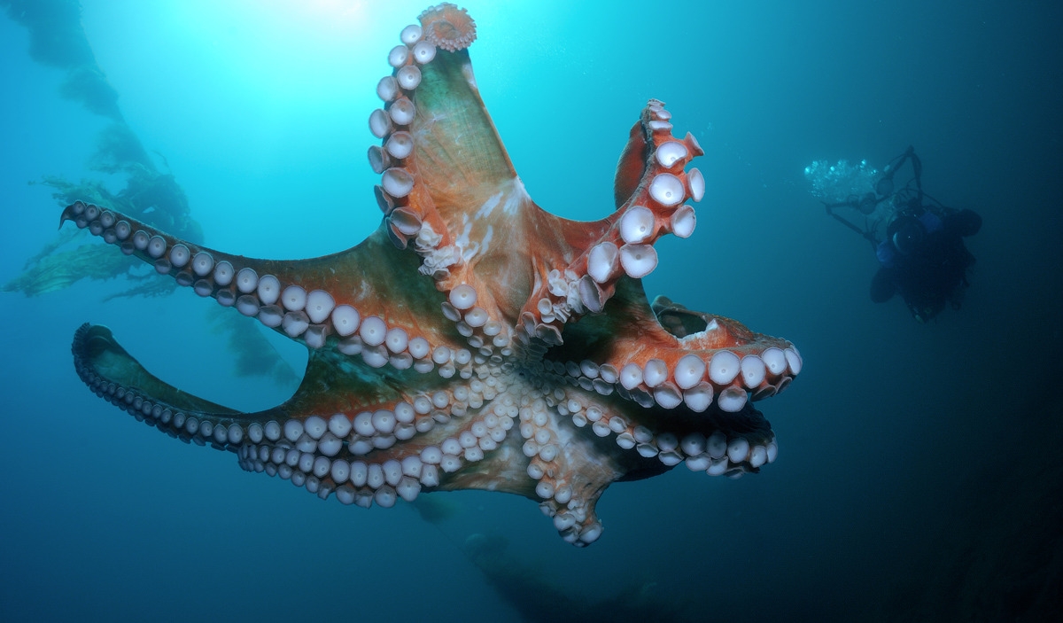 earthandanimals:  Diver meets Octopus Photo by Andrew Shpatak