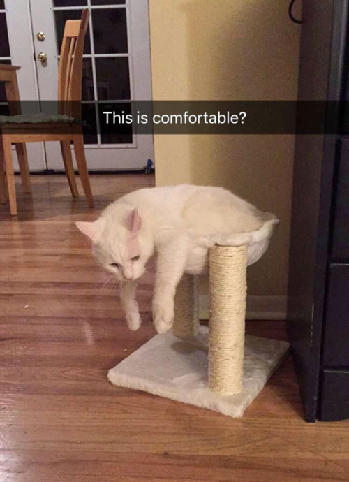 coolcatgroup:tastefullyoffensive:“I don’t fits.” (via queenofchances)@mostlycatsmo