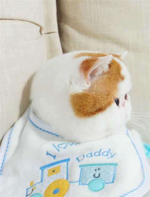 fuckyeahchinesefashion:Hong Xiaopang(红小胖), literally red-little-chubby, also known as the Snoopy cat in English, lives a happy life in Chengdu, China.