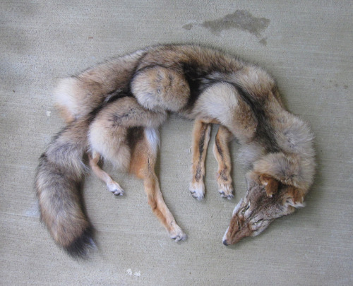 furrywolfcyrus:  thegalaxyfoxx:  lonewolf-den:  blackbackedjackal:  All the coyotes are up now :)! You can see them all on the site.  ooooo i want me some tails!  Omg no!!!!! They were killed why would you buy them!!! D:  “No animals were killed for
