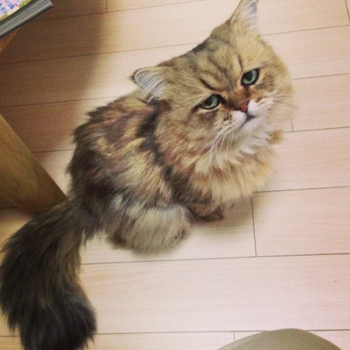 iwearadeathfrisbeenow:gracehelbig:buzzfeed:This is Foo-Chan, the Japanese equivalent of Grumpy Cat. 