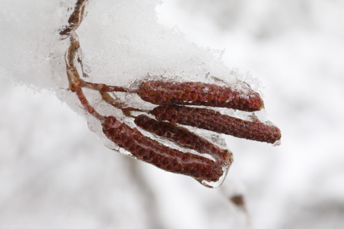 vandaliatraveler:The alder swamp at the West Virginia Botanic Garden this morning. The ice fell firs