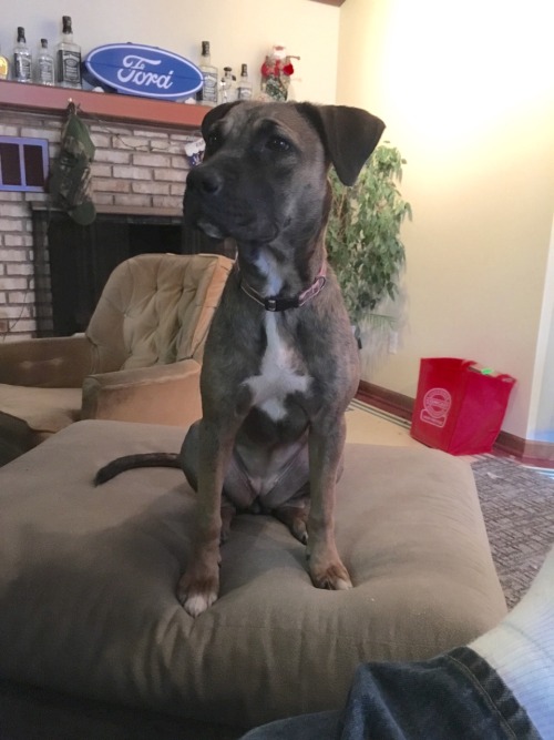 morganray311: chasingtrophywhitetails:   thatssogayman:   reddirtgirl95:   si3rra-xox:   carolina-viking:   russdom:   oldwarhorse1775:   moosemarine:   downhomebrunette:  red-faced-wolf:   Reblog this with a picture of your dog       Bonus with my uncles