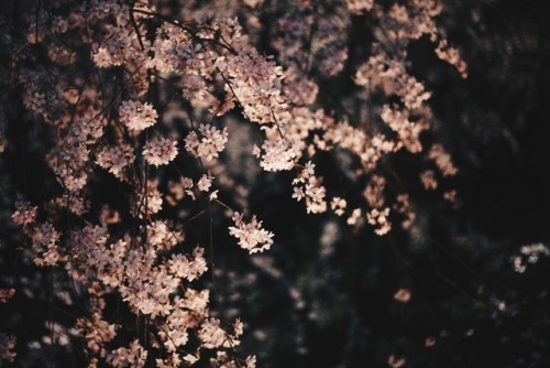 tokyotuisku:Yozakura exploring 02 ( Rikugien Garden, Tokyo )