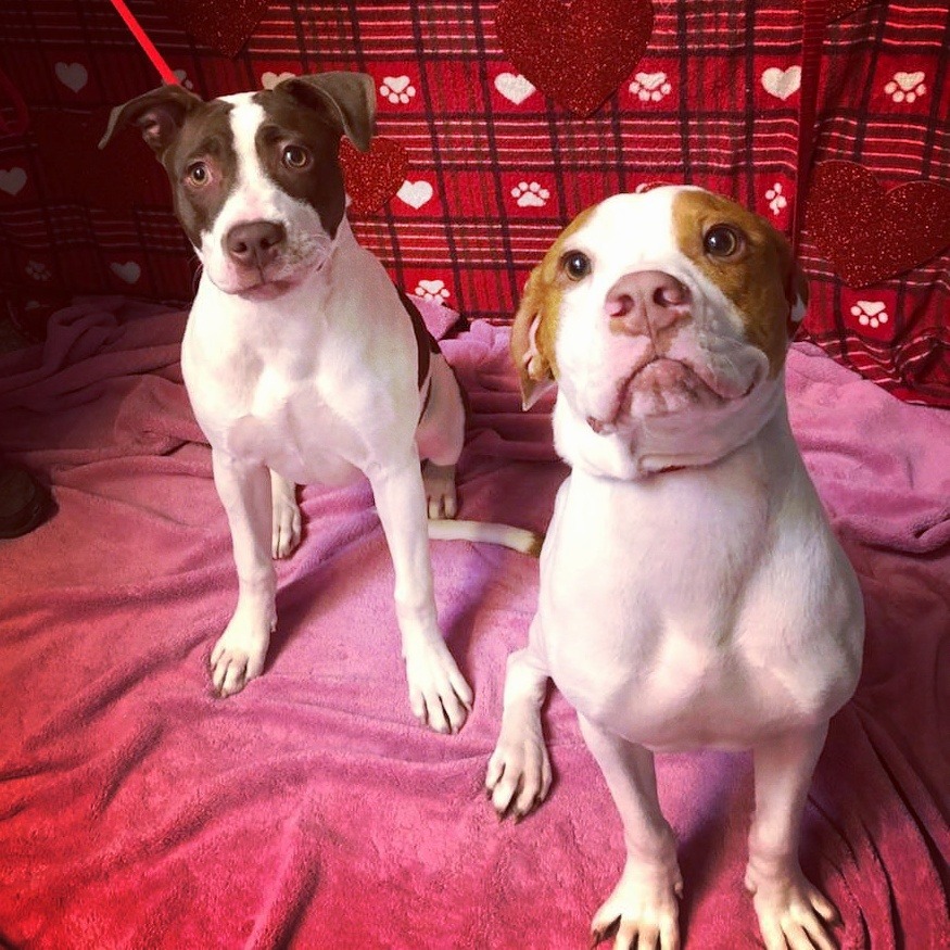 awwww-cute:  Looks like my little guy found himself a girlfriend (Source: http://ift.tt/2Hwpmk4)
