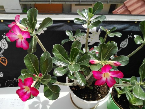 livingwithplants:Desert Rose starts flowering like crazy.