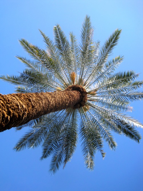 Palm Tree (Not Certain of Species), Arizona State University Campus, Tempe, Arizona, 2014.