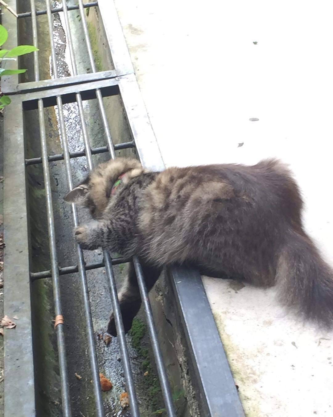 world-of-cats:  Not mine…  but look at her trying to get her chicken nugget back