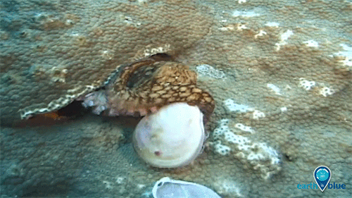 What Makes Octopuses So Awesome?