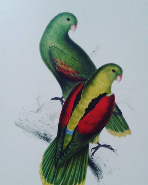 El #calendario Que Viaj Miles De Kilmetros, Regala #parrots Para El Enero Bonaerense. #2016 #v&a
