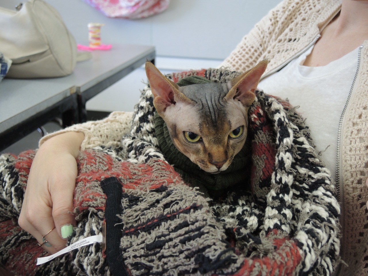 kropotkitten:  fungusqueen:  my classmate brought her hairless cat to our final in