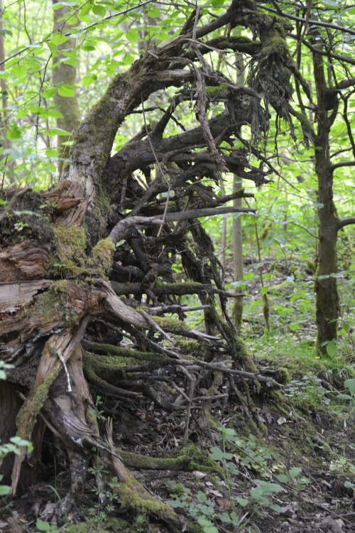 tree roots