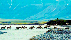   To the Arctic 3D (2012)  