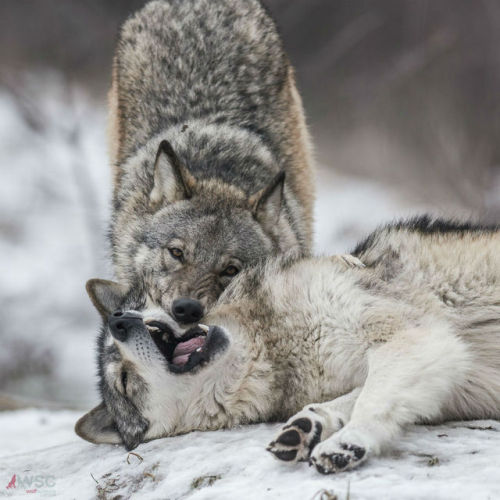 wolfscience:  Maikan and Etu, almost two years now.Pics by Rooobert Bayer