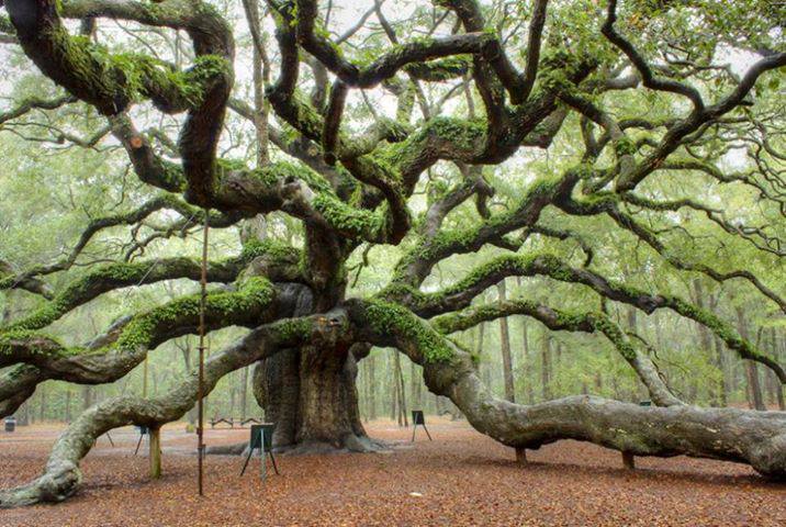 monarchie:  Angel Oak Park on Johns Island near Charleston, South Carolina 