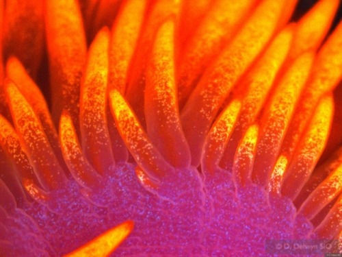 Flabellina Iodinea by deheynlab.ucsd.edu/bioluminescence-fluorescence-photos/