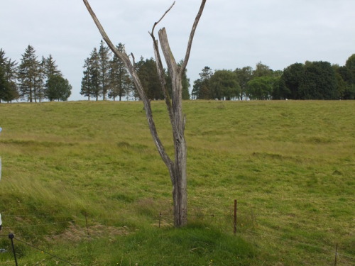 Image 1: Beaumont Hamel - Battle of the Somme. This image was provided by Dave Chapman, Research and