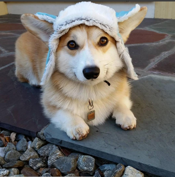 awwww-cute:  Baby it’s cold outside (Source: http://ift.tt/1MQ4D5B)