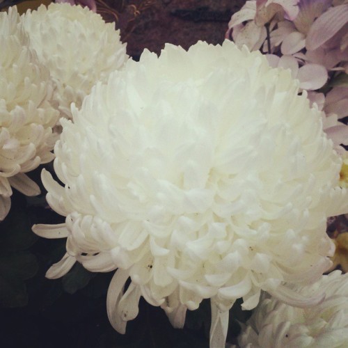 White chrysanthemum for today, those flowers are so beautiful… #flower #fleurs #white #chrysa