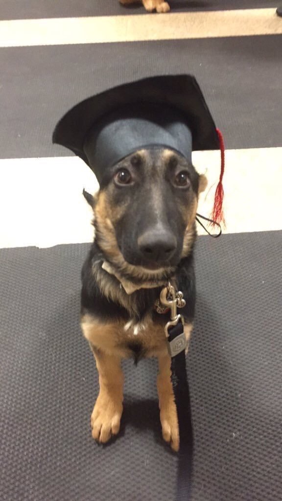 humoristics:  If you’re having a bad day here’s a pup graduating from puppy training