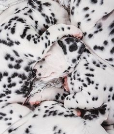worldssmallesttrampoline:🐶 Piles of Dalmation puppies. 