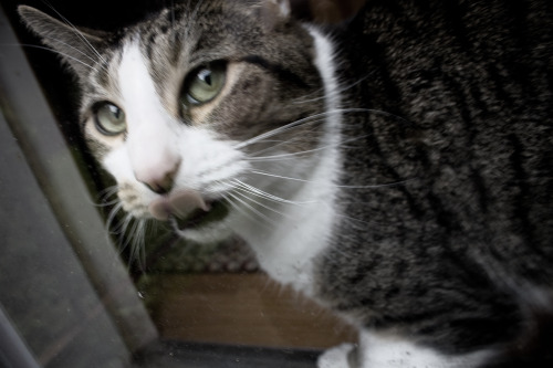 Lucy Goosey gets a bit silly when she sees people on the other side of the glass door. : ) (sub