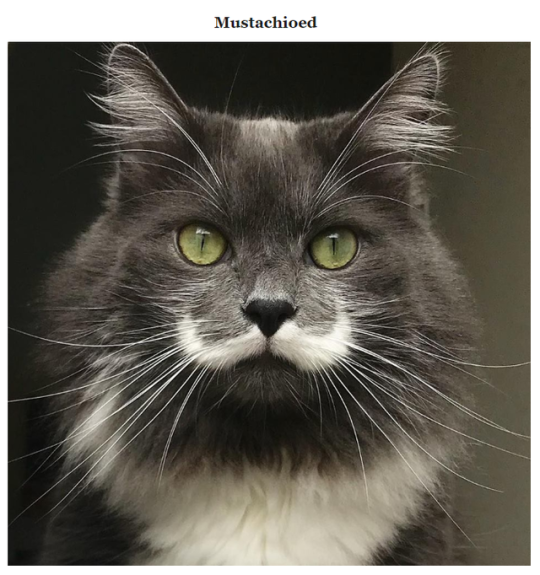 recommend:29 Adorable Animals With Rare and Interesting Markings (x ...